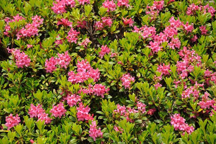 Alpenrosenblüte im Juni