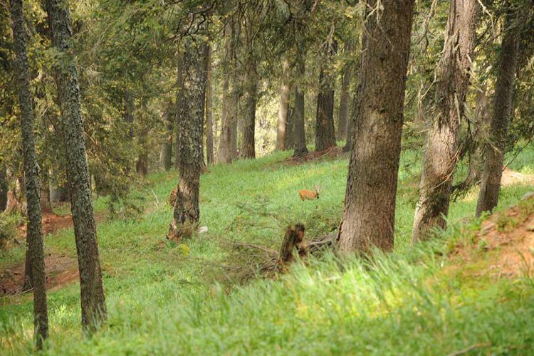 Reh im Wald