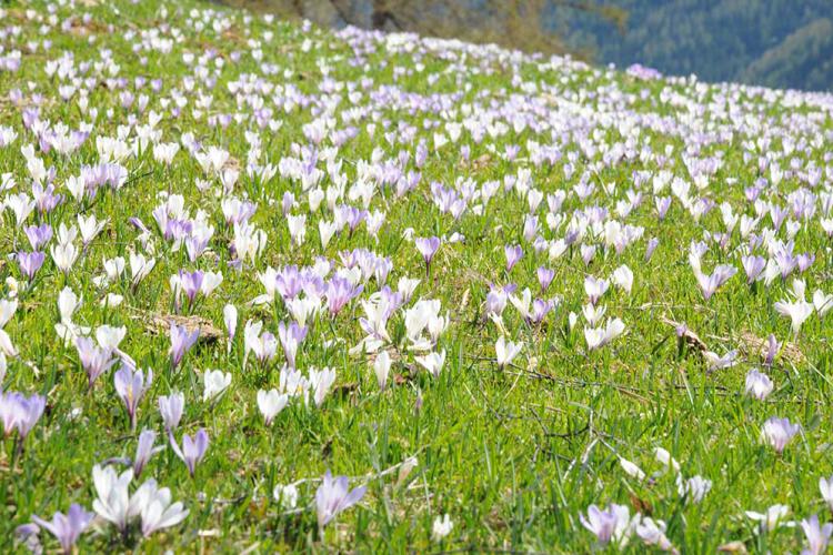 Krokus
