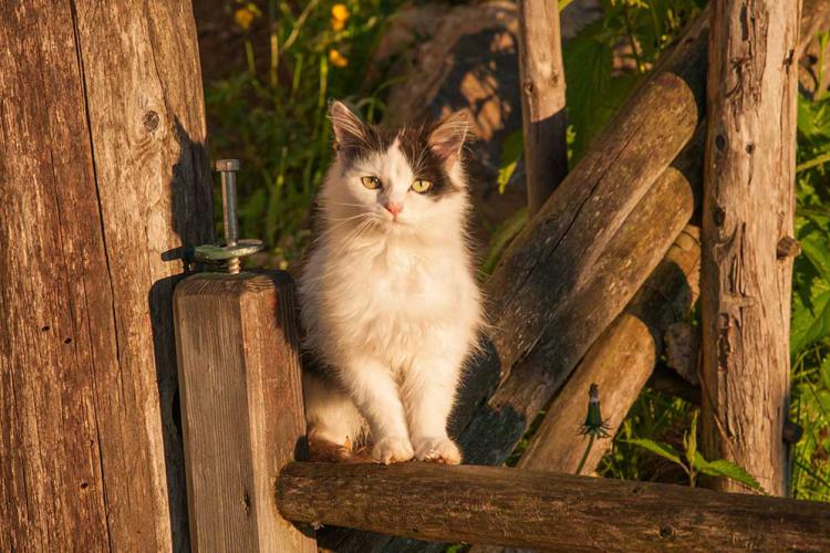 Katze