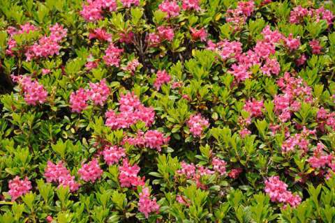 Alpenrosenblüte im Juni