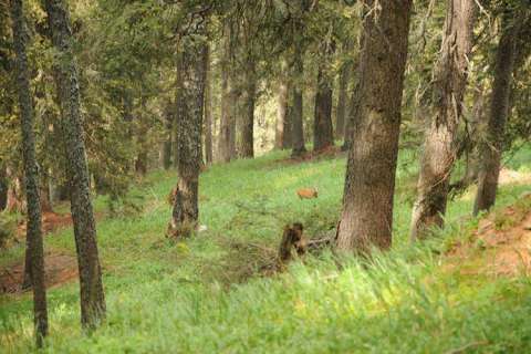 Reh im Wald