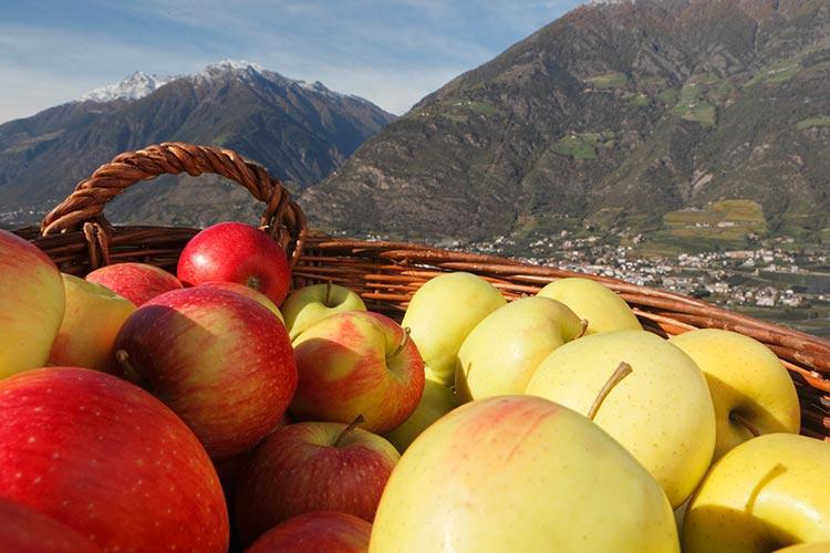 Südtiroler Äpfel