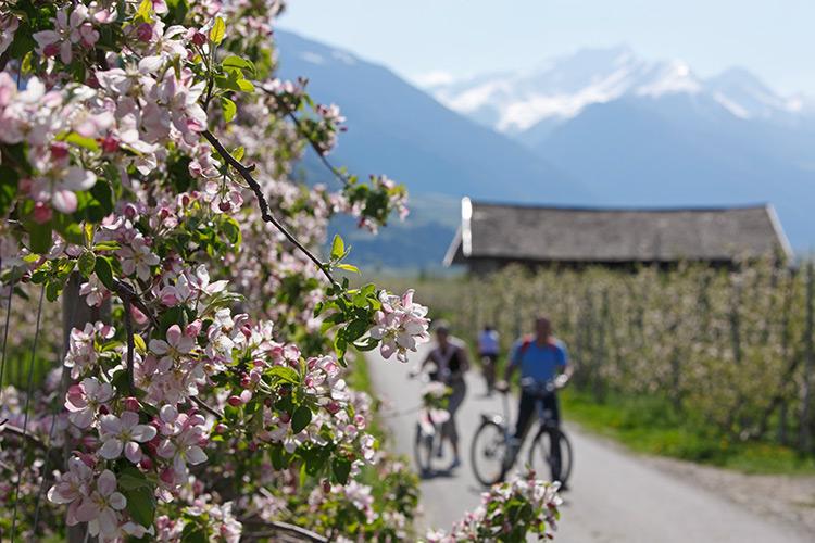 Fahrradwege entlang der Etsch