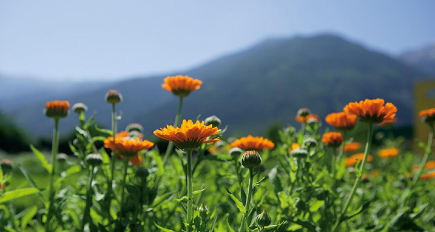 Mediterrane Blumenwelt im Meraner Land